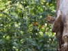 Tierwelt am Madison Square Park