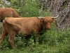 Schottisches Hochlandrind in Tirol