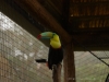 Ein Swainson-Tukan im begehbaren Vogelgehege