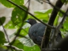 Ein Mohrenguan in den La Paz Waterfall Gardens