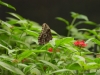 Im Schmetterlingshaus der La Paz Waterfall Gardens