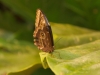 Im Schmetterlingshaus der La Paz Waterfall Gardens