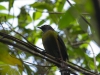 Irgendein gelb-schwarzer Vogel