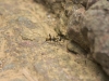 Riesige Ameisen