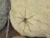 Spinne