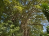 Árbol Excepcional bei Cabuya