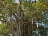 Árbol Excepcional bei Cabuya