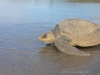 Schildkröten in Ostional