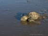 Frisch geschlüpfte Schildkröte