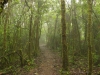 Regenwald im Parque Nacional Volcán Tenorio