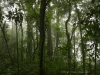 Regenwald im Parque Nacional Volcán Tenorio