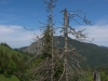 Am Weg zur Buchsteinhütte