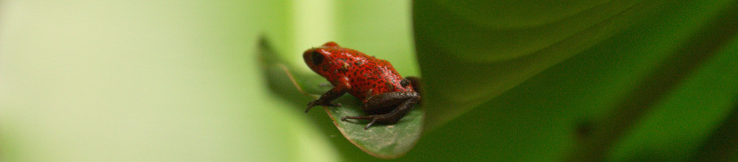 Erdbeerfrosch, Costa Rica