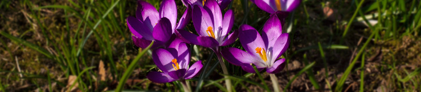 Violette Krokusse, März 2015, Regensburg