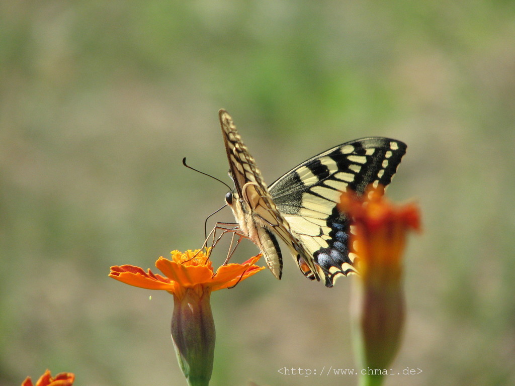 Ein schöner Schmetterling