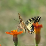 Ein schöner Schmetterling